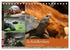 Schildkröten - Gepanzerte Urzeitwesen (Tischkalender 2025 DIN A5 quer), CALVENDO Monatskalender