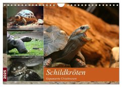 Schildkröten - Gepanzerte Urzeitwesen (Wandkalender 2025 DIN A4 quer), CALVENDO Monatskalender