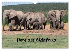 Tiere aus Südafrika (Wandkalender 2025 DIN A4 quer), CALVENDO Monatskalender