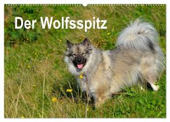 Der Wolfsspitz (Wandkalender 2025 DIN A2 quer), CALVENDO Monatskalender - Calvendo;Werner-Ney, S.