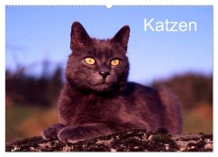 Katzen (Wandkalender 2025 DIN A2 quer), CALVENDO Monatskalender