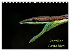 Reptilien Costa Rica (Wandkalender 2025 DIN A3 quer), CALVENDO Monatskalender