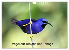 Vögel auf Trinidad und Tobago (Wandkalender 2025 DIN A4 quer), CALVENDO Monatskalender