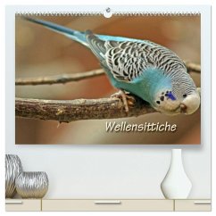 Wellensittiche (hochwertiger Premium Wandkalender 2025 DIN A2 quer), Kunstdruck in Hochglanz