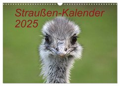 Straußen-Kalender 2025 (Wandkalender 2025 DIN A3 quer), CALVENDO Monatskalender