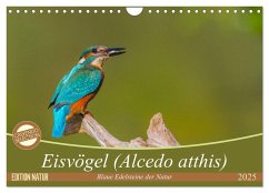 Eisvögel (Alcedo atthis) - Edelsteine der Natur (Wandkalender 2025 DIN A4 quer), CALVENDO Monatskalender