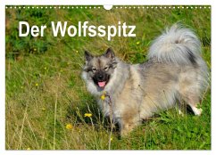 Der Wolfsspitz (Wandkalender 2025 DIN A3 quer), CALVENDO Monatskalender - Calvendo;Werner-Ney, S.