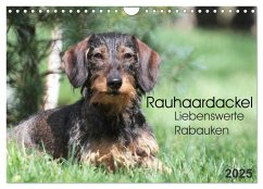 Liebenswerte Rabauken - Rauhaardackel (Wandkalender 2025 DIN A4 quer), CALVENDO Monatskalender