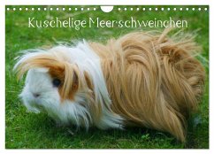 Kuschelige Meerschweinchen (Wandkalender 2025 DIN A4 quer), CALVENDO Monatskalender