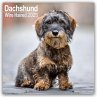 Wirehaired Dachshund - Rauhhaardackel... - Bild 1