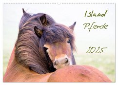 Islandpferde (Wandkalender 2025 DIN A2 quer), CALVENDO Monatskalender
