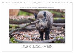 Emotionale Momente: Das Wildschwein. (Wandkalender 2025 DIN A3 quer), CALVENDO Monatskalender