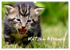 Katzen & Hunde (Wandkalender 2025 DIN A3 quer), CALVENDO Monatskalender - Calvendo;Lehmann, Heiko