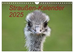 Straußen-Kalender 2025 (Wandkalender 2025 DIN A4 quer), CALVENDO Monatskalender