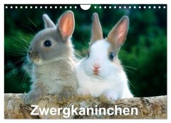 Zwergkaninchen (Wandkalender 2025 DIN A4 quer), CALVENDO Monatskalender - Calvendo;McPHOTO