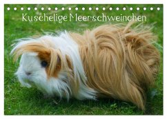 Kuschelige Meerschweinchen (Tischkalender 2025 DIN A5 quer), CALVENDO Monatskalender - Calvendo;Kattobello