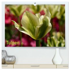 Tulpen (hochwertiger Premium Wandkalender 2025 DIN A2 quer), Kunstdruck in Hochglanz - Calvendo;Haas, Willi