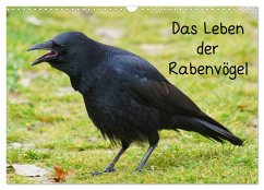 Das Leben der Rabenvögel (Wandkalender 2025 DIN A3 quer), CALVENDO Monatskalender