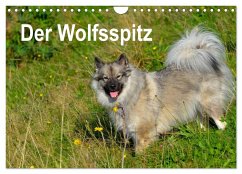 Der Wolfsspitz (Wandkalender 2025 DIN A4 quer), CALVENDO Monatskalender - Calvendo;Werner-Ney, S.