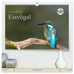 Eisvögel (hochwertiger Premium Wandkalender 2025 DIN A2 quer), Kunstdruck in Hochglanz