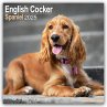 English Cocker Spaniel - Englische... - Bild 1