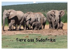 Tiere aus Südafrika (Wandkalender 2025 DIN A3 quer), CALVENDO Monatskalender - Calvendo;Brüchle, W.