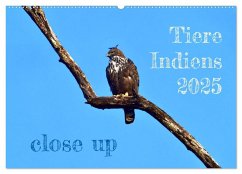 Tiere Indiens close up (Wandkalender 2025 DIN A2 quer), CALVENDO Monatskalender