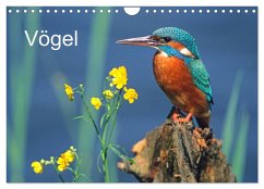 Vögel (Wandkalender 2025 DIN A4 quer), CALVENDO Monatskalender