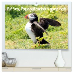 Puffins, Papageitauchern ganz nah (hochwertiger Premium Wandkalender 2025 DIN A2 quer), Kunstdruck in Hochglanz - Valder, Natascha