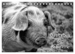 Das Leben der Schweine (Tischkalender 2025 DIN A5 quer), CALVENDO Monatskalender