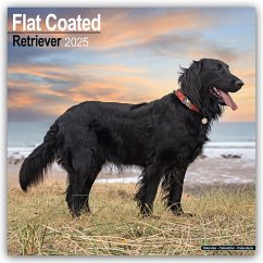 Flat-Coated Retriever 2025 - 16-Monatskalender - Avonside Publishing Ltd.