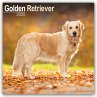 Golden Retriever 2025 -... - Bild 1