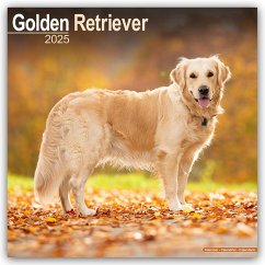 Golden Retriever 2025 - 16-Monatskalender - Avonside Publishing Ltd
