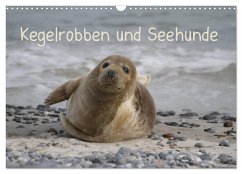 Kegelrobben und Seehunde (Wandkalender 2025 DIN A3 quer), CALVENDO Monatskalender - Calvendo;Lindert-Rottke, Antje