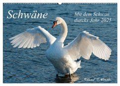 Mit dem Schwan durchs Jahr 2025 (Wandkalender 2025 DIN A2 quer), CALVENDO Monatskalender - Calvendo;Frank, Roland T.