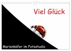 Viel Glück - Marienkäfer im Fotostudio (Wandkalender 2025 DIN A4 quer), CALVENDO Monatskalender - Calvendo;Eppele, Klaus