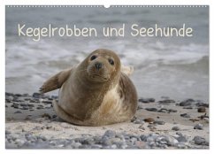 Kegelrobben und Seehunde (Wandkalender 2025 DIN A2 quer), CALVENDO Monatskalender