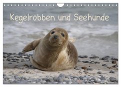 Kegelrobben und Seehunde (Wandkalender 2025 DIN A4 quer), CALVENDO Monatskalender - Calvendo;Lindert-Rottke, Antje