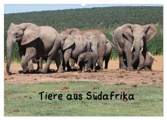Tiere aus Südafrika (Wandkalender 2025 DIN A2 quer), CALVENDO Monatskalender