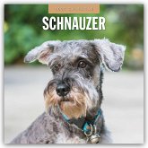 Schnauzer 2025 Square Wall Calendar Schnauzer 2025 Square Wall Calendar