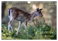 BAMBI & Familie (Wandkalender 2025 DIN A4 quer), CALVENDO Monatskalender - Calvendo;Herzog, www.bild-erzaehler.com, Thomas