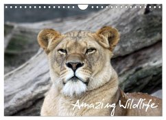 Amazing Wildlife (Wandkalender 2025 DIN A4 quer), CALVENDO Monatskalender