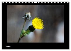 Blumen (Wandkalender 2025 DIN A3 quer), CALVENDO Monatskalender - Calvendo;deinhardt, toby