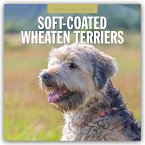 Soft-Coated Wheaten Terriers - Soft-Coated Wheaten Terrier 2025 - 16-Monatskalender
