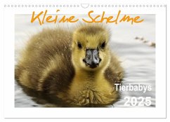 Kleine Schelme - Tierbabys (Wandkalender 2025 DIN A3 quer), CALVENDO Monatskalender - Calvendo;Düll, Sigrun