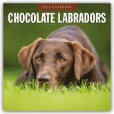 Chocolate Labrador Retrievers - Schokoladenbraune Labrador Retriever 2025 - 16-Monatskalender