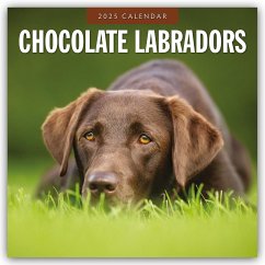 Chocolate Labrador Retrievers - Schokoladenbraune Labrador Retriever 2025 - 16-Monatskalender - Red Robin Publishing Ltd