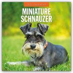 Miniature Schnauzer - Zwergschnauzer 2025 - 16-Monatskalender