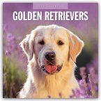 Golden Retrievers - Golden Retriever 2025 - 16-Monatskalender