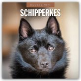 Schipperkes - Schipperke - Kleiner Schäferhund 2025 - 16-Monatskalender